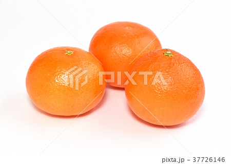 天草（あまくさ） 37726146