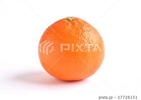 天草（あまくさ） 37726151