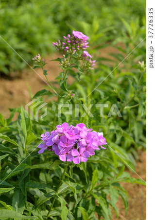 宿根フロックス 宿根フロックス 37726335