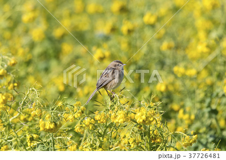 セッカ セッカ 37726481