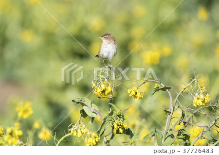 セッカ セッカ 37726483