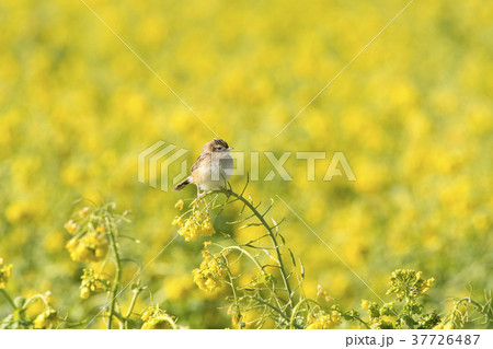 セッカ セッカ 37726487