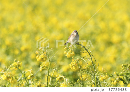 セッカ セッカ 37726488