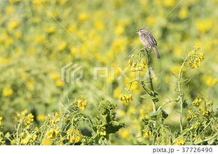 セッカ セッカ 37726490