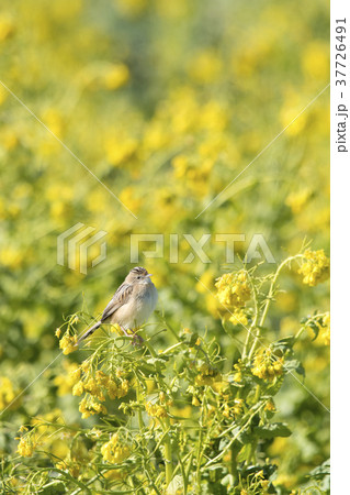 セッカ セッカ 37726491