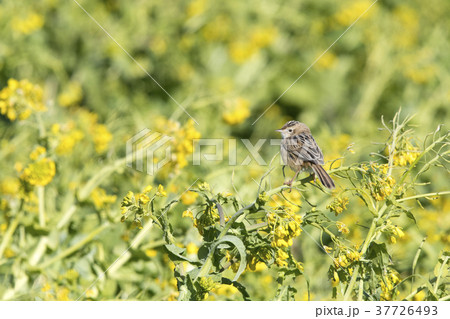 セッカ セッカ 37726493