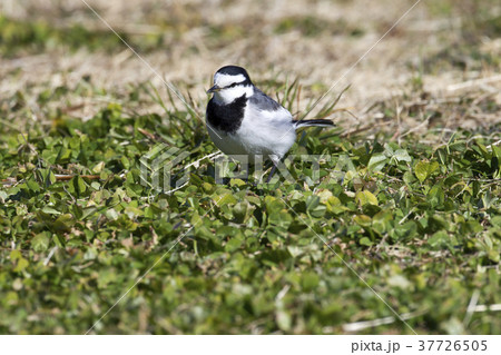 ハクセキレイ 37726505