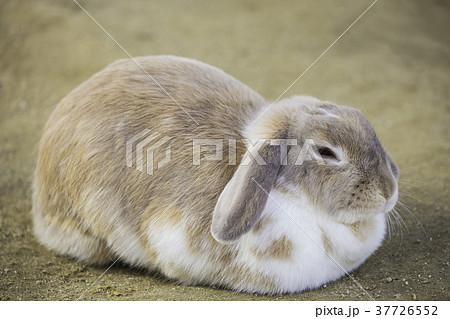 耳が垂れた可愛いウサギの写真素材