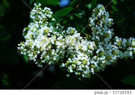 白いサルスベリの花 37726593