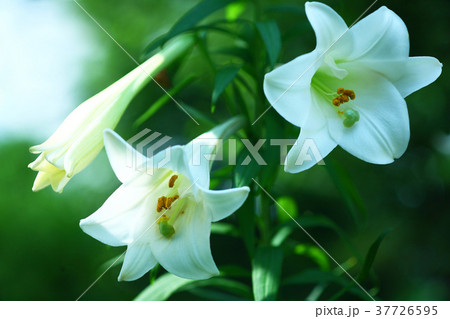 テッポウユリの花 テッポウユリの花 37726595