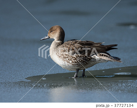 凍った池のオナガカモ 凍った池のオナガカモ 37727134