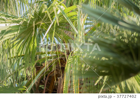 View of palm leaves in the middle of nature View of palm leaves in the middle of nature 37727402