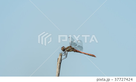 Dragonfly in the wild on a branch Dragonfly in the wild on a branch 37727424