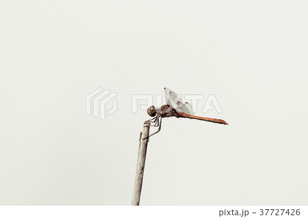 Dragonfly in the wild on a branch 37727426