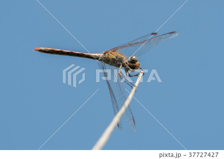 Dragonfly in the wild on a branch Dragonfly in the wild on a branch 37727427