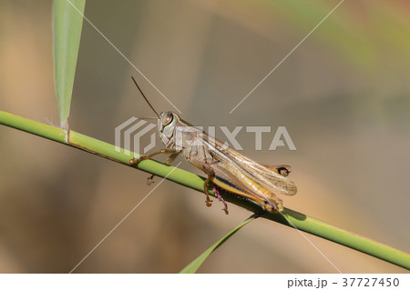 A grasshopper is sitting on a branch A grasshopper is sitting on a branch 37727450