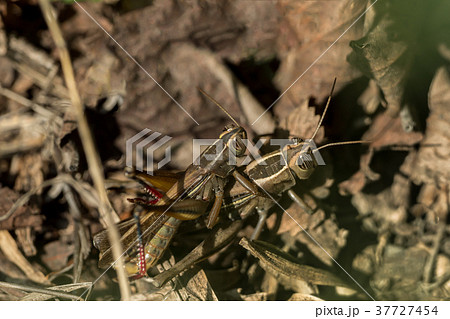 Two grasshoppers mate on the ground Two grasshoppers mate on the ground 37727454