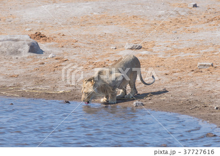 Lion drinking at water pond.  37727616