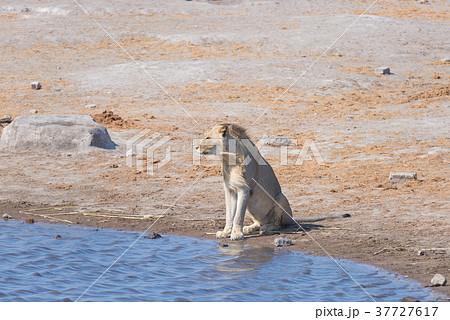 Lion at water pond. 37727617
