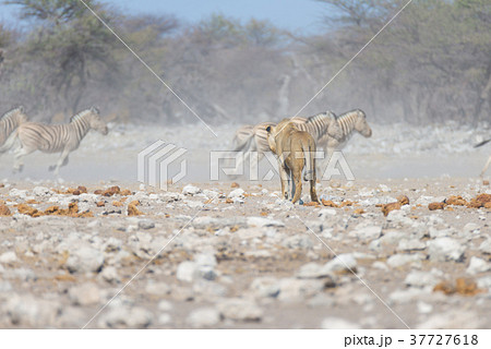 Lion and Zebras running away 37727618