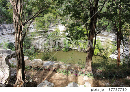 世界遺産の中のセノーテ　聖なる泉　ユカタン半島　メキシコ 37727750