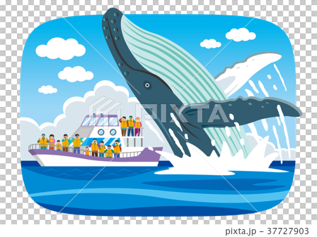 Whale watching Whale watching 37727903