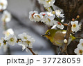 【鳥】メジロと梅（１６） 37728059