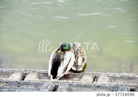 寄り添うマガモ 寄り添うマガモ 37728096