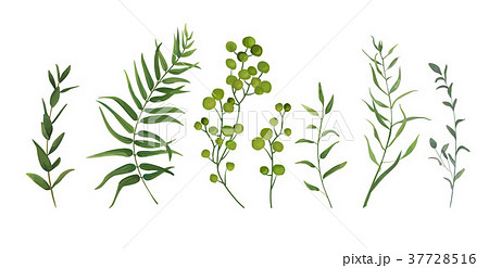 Vector elements set of green forest ferns, herbs 37728516