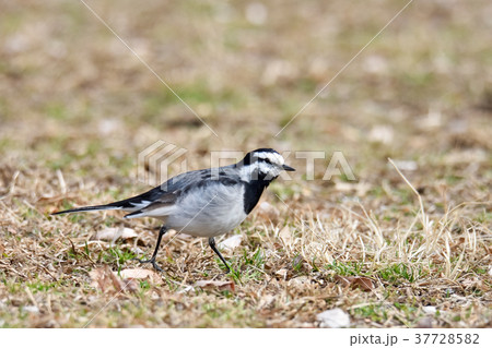 ハクセキレイ 37728582