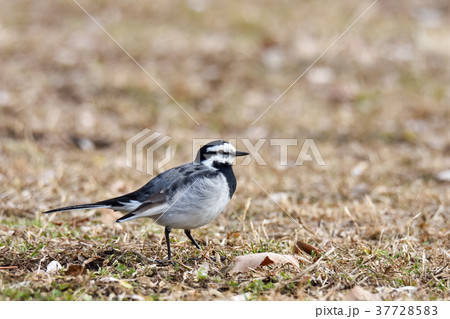 ハクセキレイ 37728583