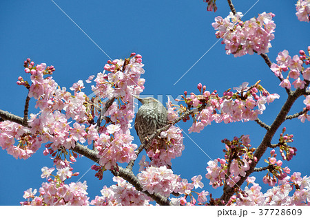 伊豆稲取のヒヨドリ 37728609