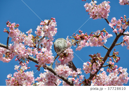 伊豆稲取のヒヨドリ 37728610