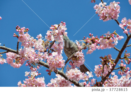 伊豆稲取のヒヨドリ 37728615