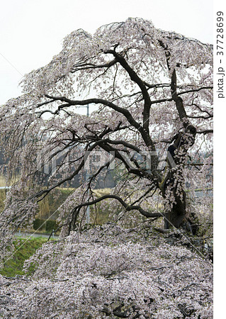 樹齢推定1000年超,日本三大桜に数えられ初めて国の天然記念物に指定された名木「三春滝桜」迫力ある大 37728699