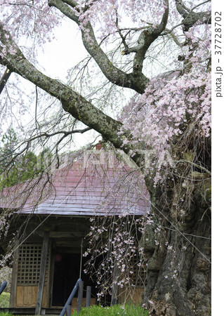 上石の不動ザクラ郡山市指定天然記念物樹齢350年,江戸時代幕末,お堂が寺子屋として使われた 37728702