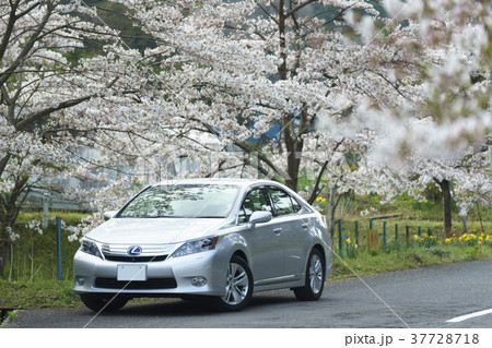 満開の桜とシルバー色の車 満開の桜とシルバー色の車 37728718
