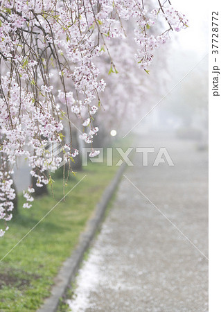 霧に覆われた日中線記念自転車歩行者道の幻想的な桜並木約3kmの遊歩道に1000本のしだれ桜が咲き誇るの写真素材