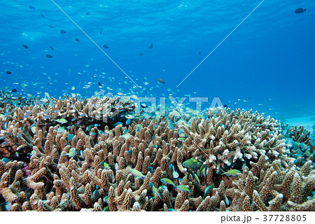 ミドリイシとデバスズメダイ 37728805