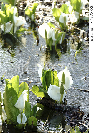 福島県耶麻郡北塩原村国道459号沿いに咲き誇る純白のミズバショウ群生地,朝日に輝く水芭蕉 福島県耶麻郡北塩原村国道459号沿いに咲き誇る純白のミズバショウ群生地,朝日に輝く水芭蕉 37728836