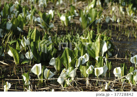 福島県耶麻郡北塩原村国道459号沿いに咲き誇る純白のミズバショウ群生地,朝日に輝く水芭蕉 37728842
