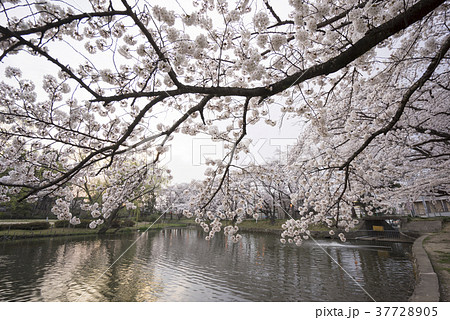 福島県郡山市民の憩いの場穴場人気スポット香久池公園。満開の桜と美しい鏡桜 37728905