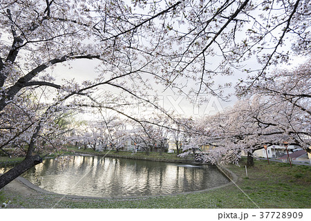 福島県郡山市民の憩いの場穴場人気スポット香久池公園。満開の桜と美しい鏡桜 37728909