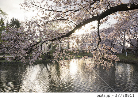 福島県郡山市民の憩いの場穴場人気スポット香久池公園。朝日に輝く満開の桜と美しい鏡桜 37728911