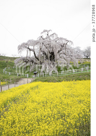 樹齢推定1000年超,日本三大桜に数えられ初めて国の天然記念物に指定された名木「三春滝桜」大迫力 樹齢推定1000年超,日本三大桜に数えられ初めて国の天然記念物に指定された名木「三春滝桜」大迫力 37728968