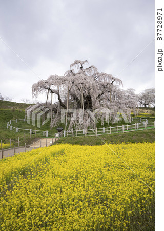 樹齢推定1000年超,日本三大桜に数えられ初めて国の天然記念物に指定された名木「三春滝桜」大迫力 37728971
