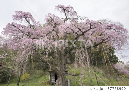 三春滝桜の娘といわれる紅枝垂地蔵ザクラ郡山市指定天然記念物樹齢400年 37728990