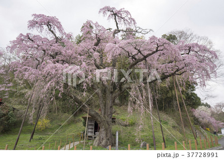 三春滝桜の娘といわれる紅枝垂地蔵ザクラ郡山市指定天然記念物樹齢400年 三春滝桜の娘といわれる紅枝垂地蔵ザクラ郡山市指定天然記念物樹齢400年 37728991