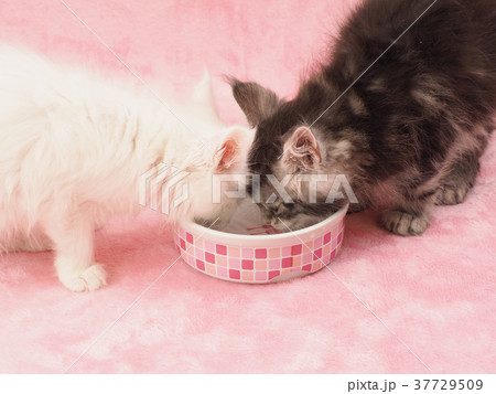 ご飯を食べる2匹の子猫 37729509