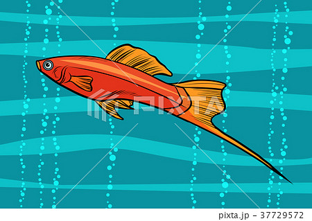 swordtail aquarium fish 37729572